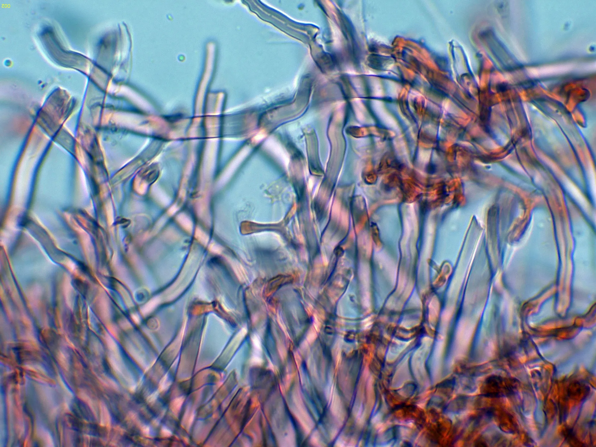 Microscopía de Trametes villosa - 7 - Hifas-002